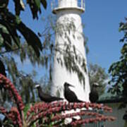 Lady Elliot Island Lighthouse Art Print