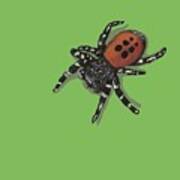 Ladybird Spider Art Print