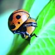 Ladybugs, Behaving In A Most Art Print
