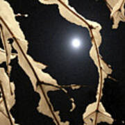 Ladyfingers Dipped In Moonlight Art Print