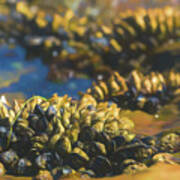 Laguna Beach Tide Pool Pattern 4 Art Print