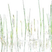 Lake Grass Art Print