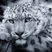 Large Snow Leopard Portrait Art Print