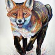 Laughing Fox Art Print