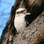 Laughing Kookaburra Art Print