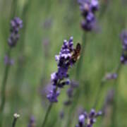 Lavender And Honey Bee Art Print