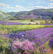 Lavender Fields In Old Provence Art Print