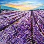 Lavender Fields Art Print