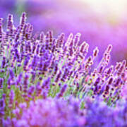 Lavender Flower Field At Sunset. Art Print
