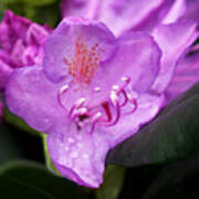 Lavender Rhododendron Art Print