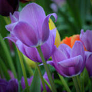 Lavender Tulips Art Print