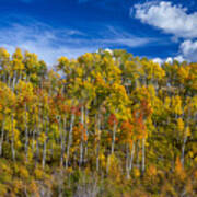 Layers Of Colors Of An Aspen Tree Forest Panorama Art Print