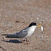 Least Tern 3 Art Print