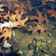 Leaves Under Water Art Print