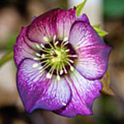 Lenten Rose Art Print