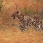 Leopard In African Bush Art Print