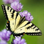 Beautiful Swallowtail Butterfly On Flowers Art Print