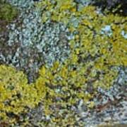 Lichen And Moss On A Tree 1 Art Print
