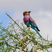 Lilac-breasted Roller On Thorny Branches Art Print