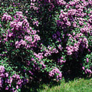 Lilac Flowers In A Garden, Grand Art Print