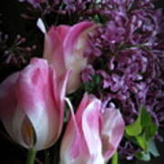 Lilacs  And Tulips Art Print