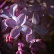 Lilacs Ii Art Print