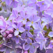 Lilacs-lavender Lovely Art Print