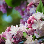 Lilacs Of Spring Art Print