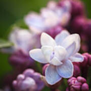 Lilacs Of Spring Macro Art Print