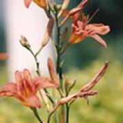 Lilies In My Garden - Photograph Art Print