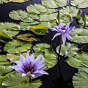 Lilly Pads And Purple Flowers Art Print