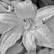 Lily In Infrared Art Print