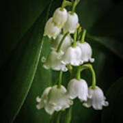 Lily Of The Valley Bouquet Art Print