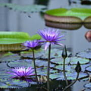 Lily Pond Wonders Art Print