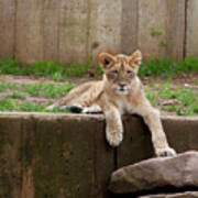 Lion Cub Art Print