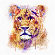 Lioness Head Art Print