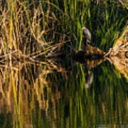 Little Blue Heron Art Print