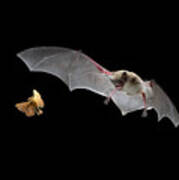 Little Brown Bat Hunting Moth Art Print