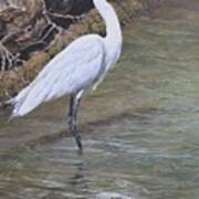 Little Egret Art Print