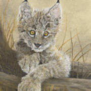 Little Inquisitive One - Canadian Lynx Art Print