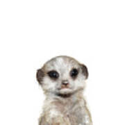 Little Meerkat Art Print