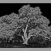 Live Oak At Hogan's Hole- Lion's Golf Course Art Print