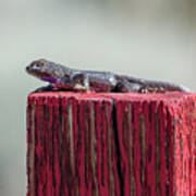 Lizard On A Red Post Art Print