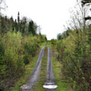 Logging Trail North Woods Art Print