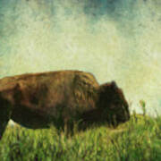 Lone Bison On The Prairie Art Print