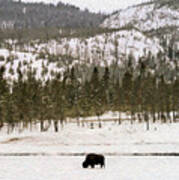 Lone Buffalo Art Print