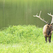 Lone Elk Art Print