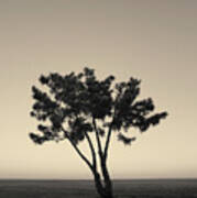 Lone Tree At Twilight Toned Art Print