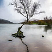 Lone Tree Llanberis Lake Art Print