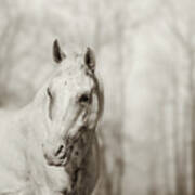 Lone White Wild Horse Art Print